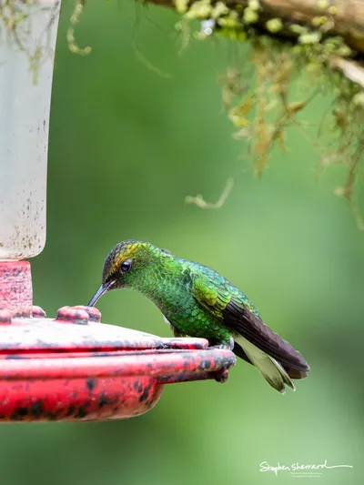 Hummingbirds of Costa Rica